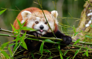 OS Animais Mais Fofos do Mundo